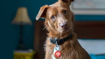Generali et dentsu X créent un médaillon  pour la SPA pour sensibiliser les propriétaires de chiens aux gestes de premiers secours canins.